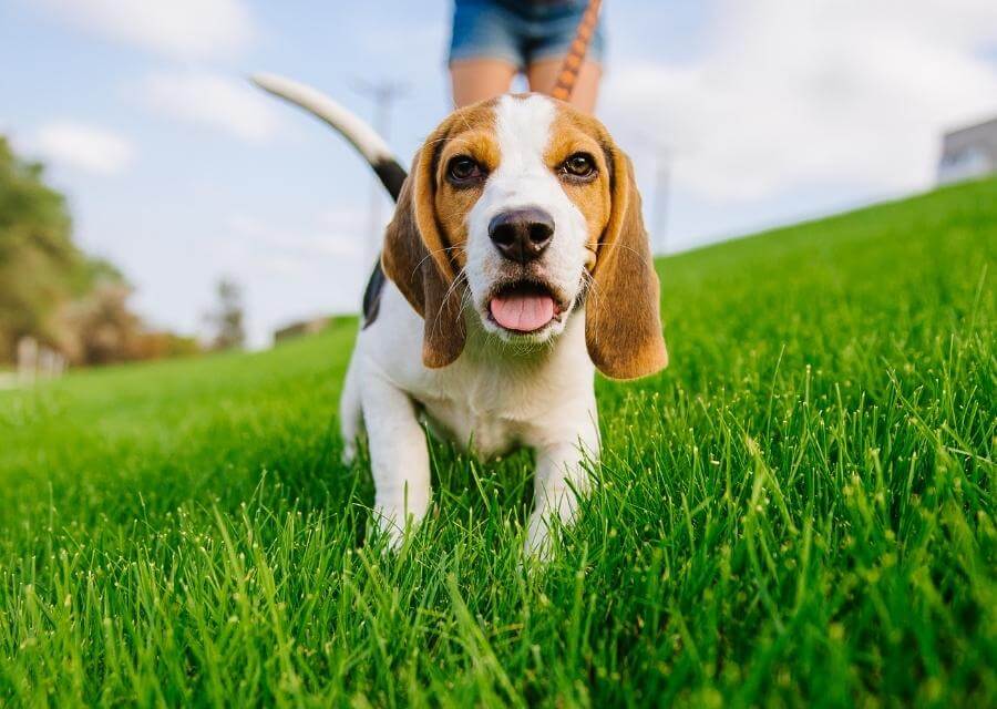 A Beagle in Grass
