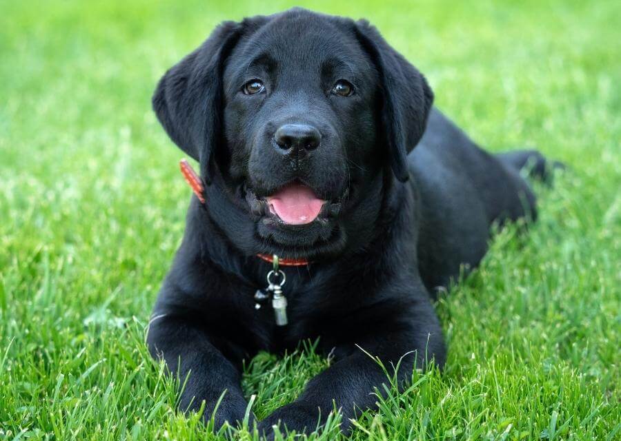 A Black Dog Lying on Grass