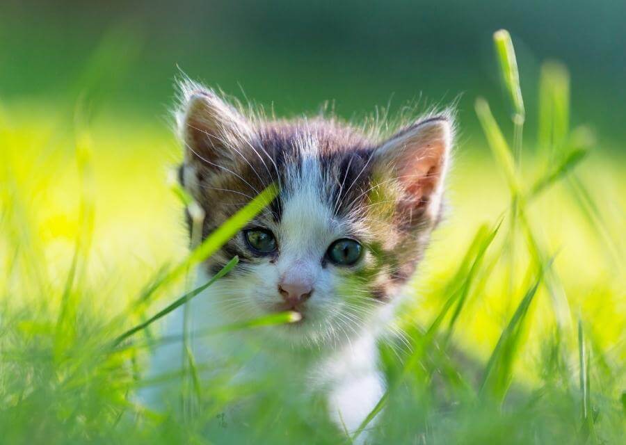 A Kitten in Grass