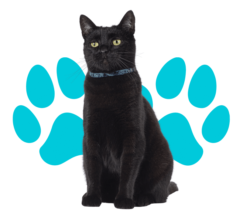 A White Cat with Blue Eyes