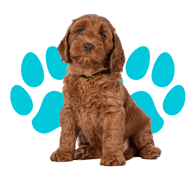 A Dog with Brown Collar