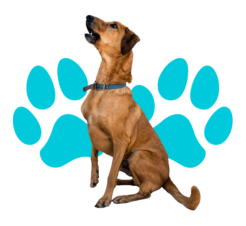 A Brown Dog with Blue Collar