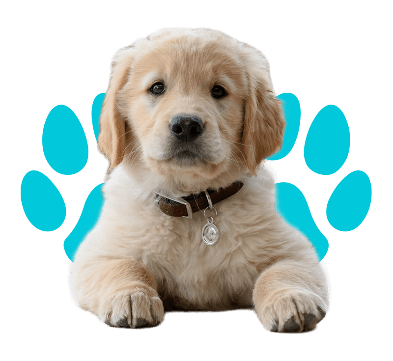 A brown dog