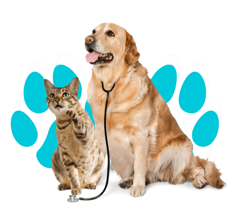 A Dog and Cat with a Stethoscope
