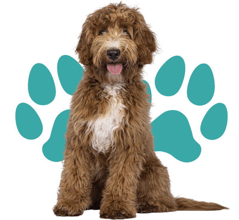 A brown dog