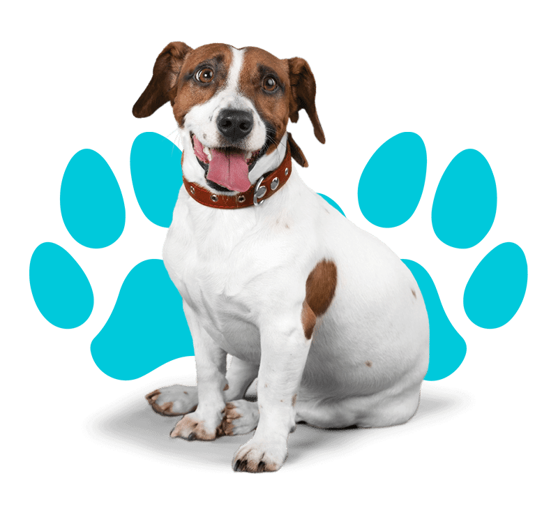 A Brown Dog Sitting
