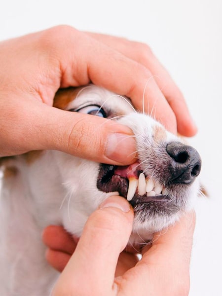 Dog dental care